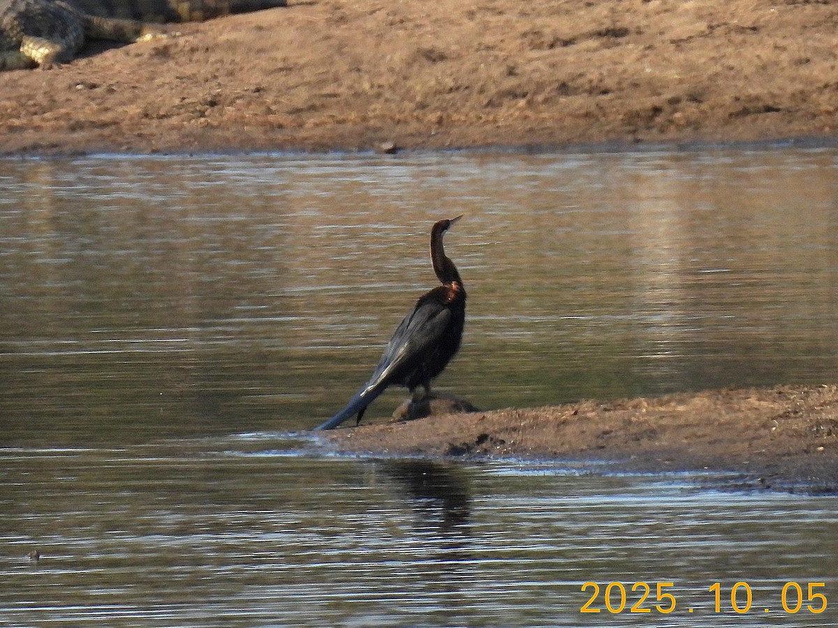 anhinga africká - ML644172018