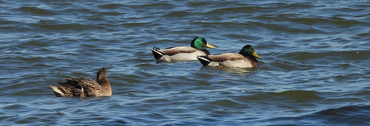 Зэрлэг нугас - ML644172029