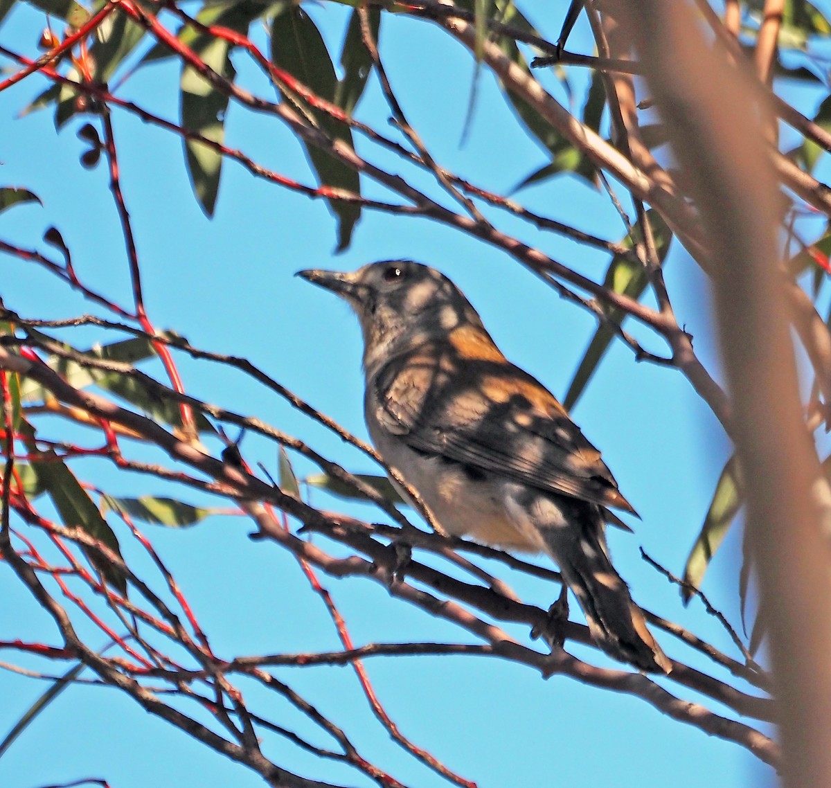 Gray Shrikethrush - ML644172031