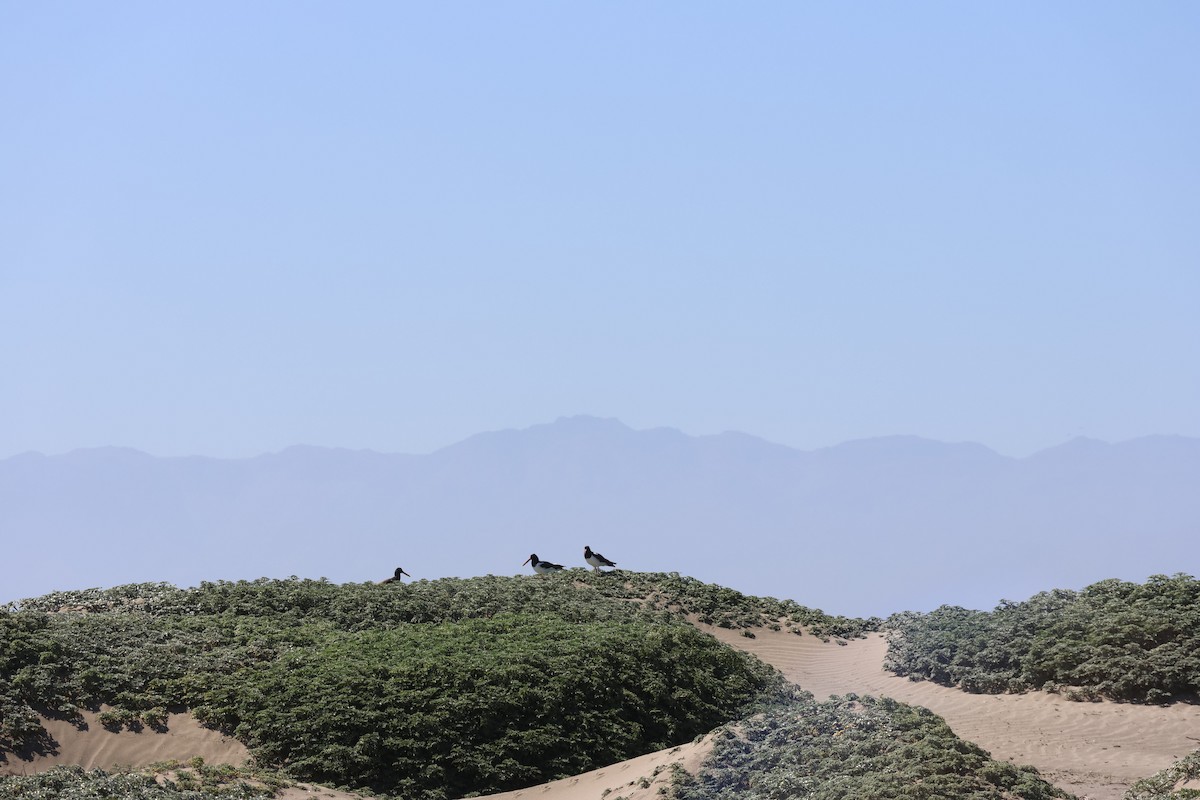 American Oystercatcher - ML644172032