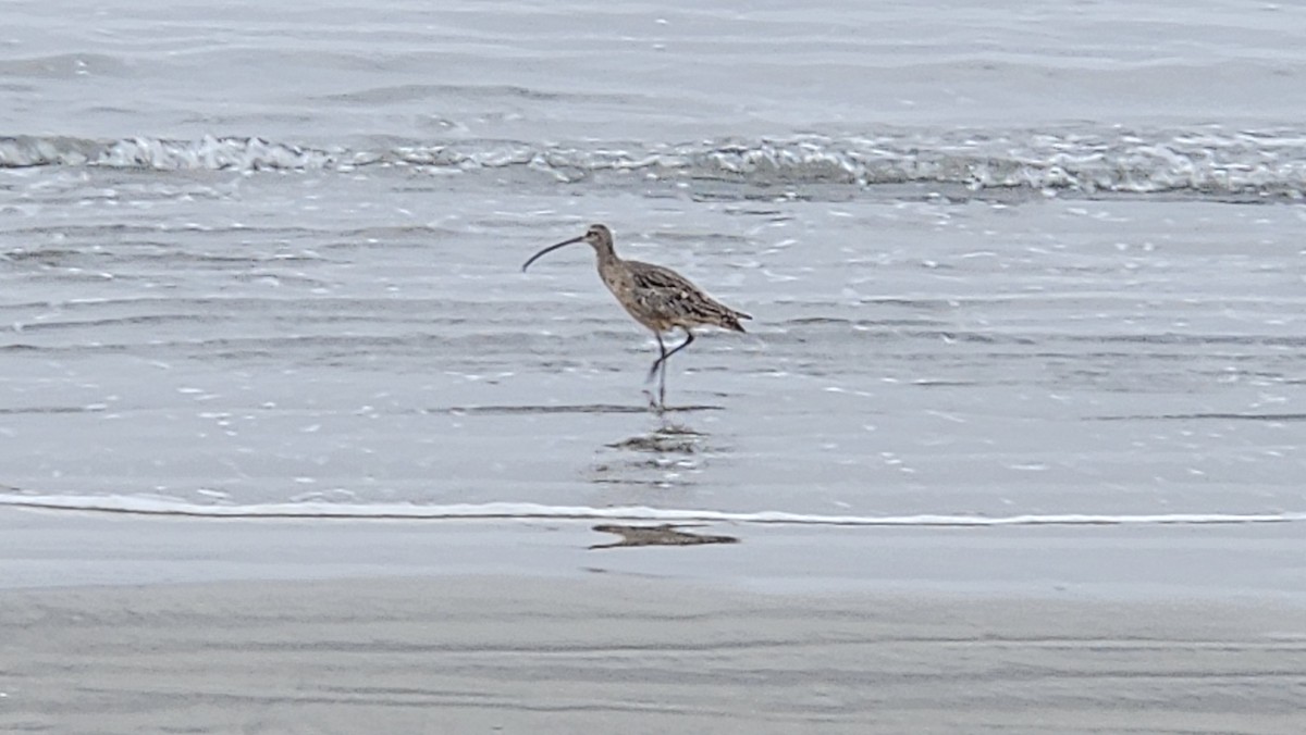 Long-billed Curlew - ML644172041