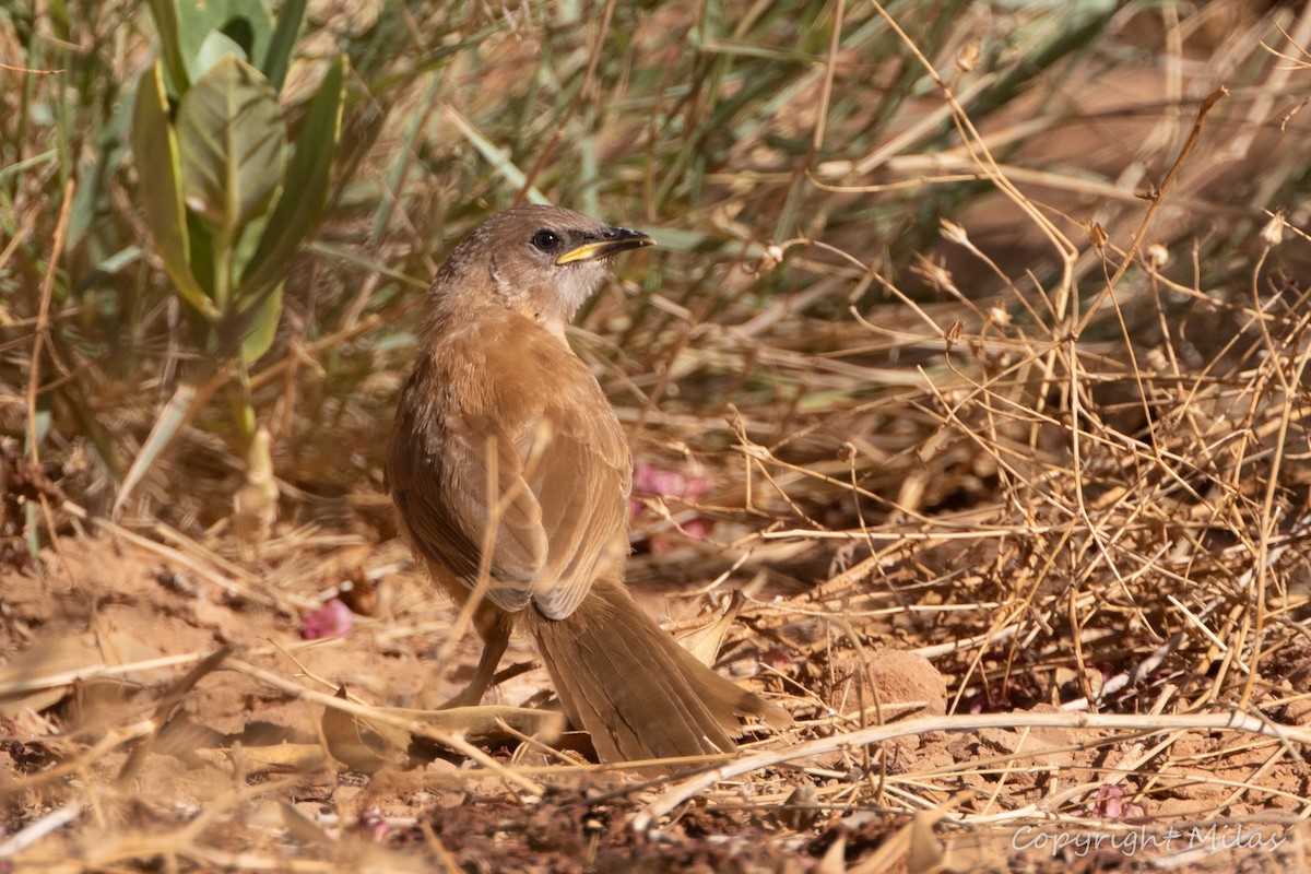 Fulvous Chatterer - ML644172044