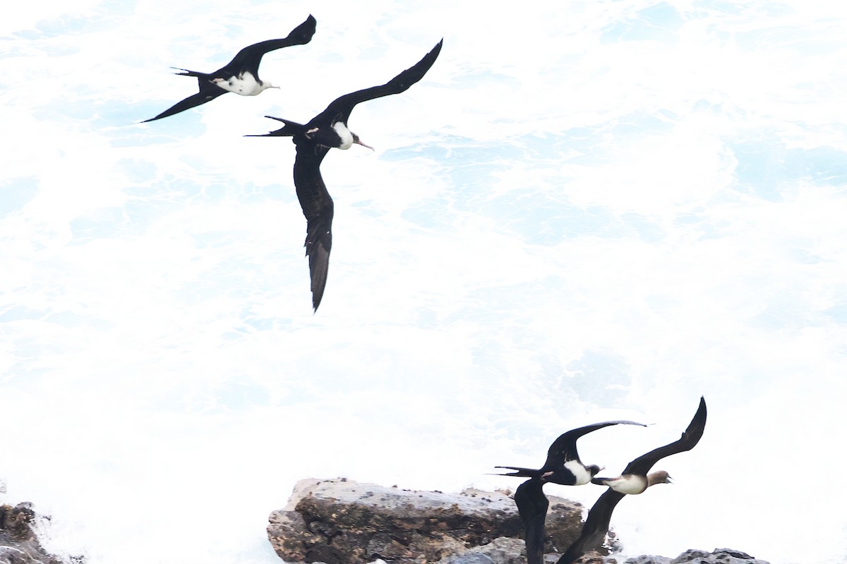 Great Frigatebird - ML644172046