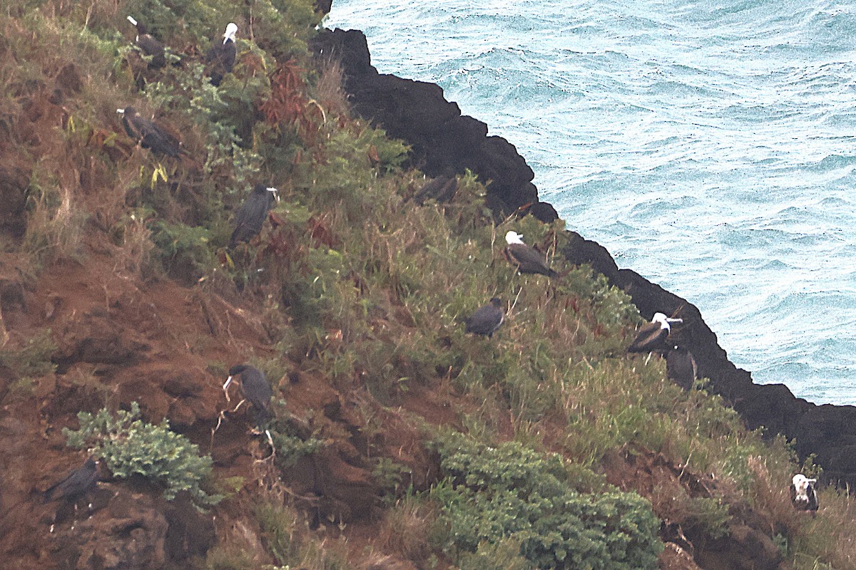 Great Frigatebird - ML644172047