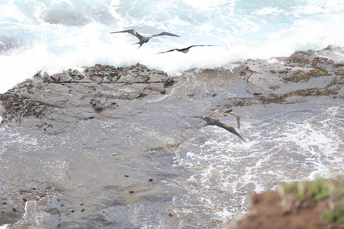Great Frigatebird - ML644172050