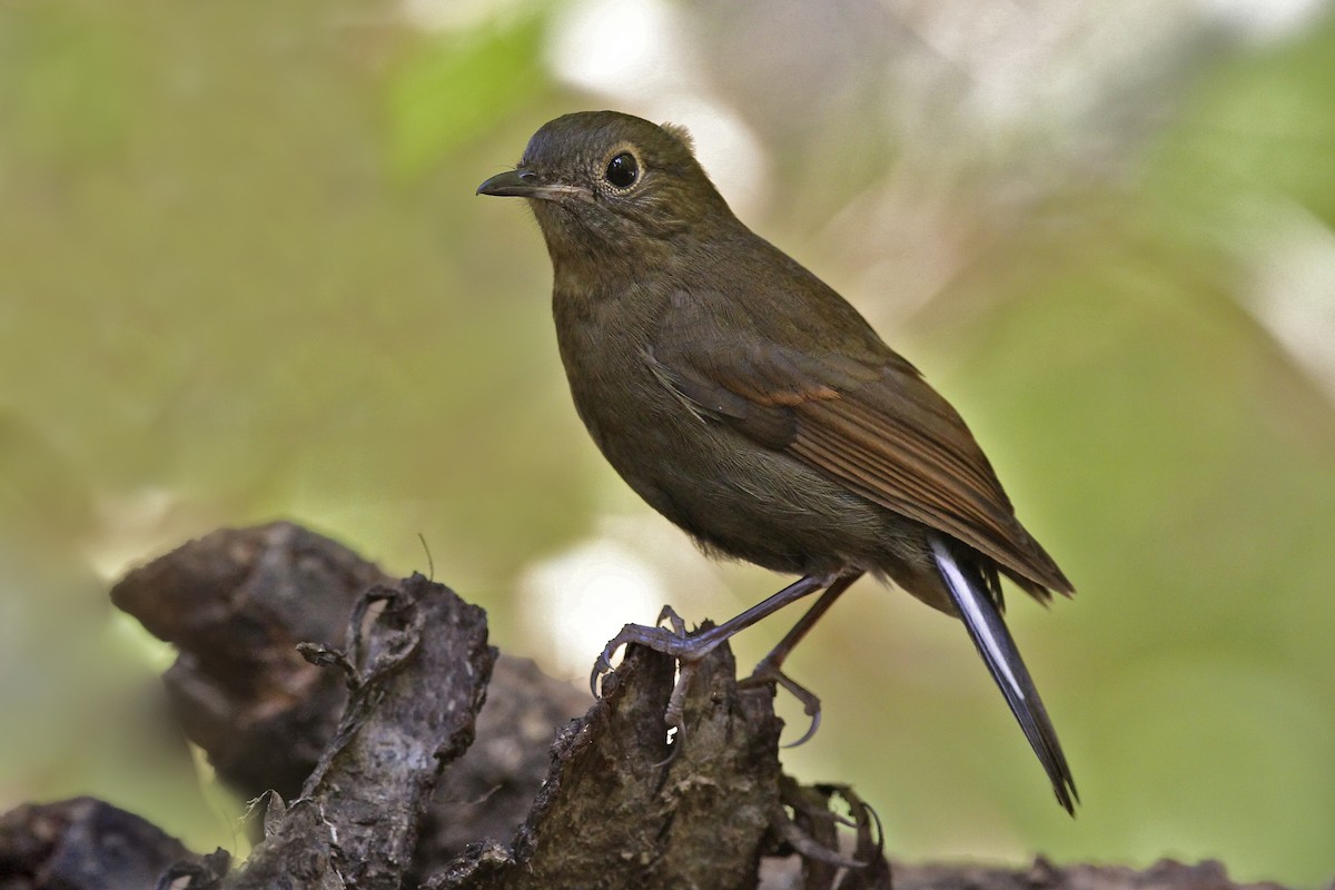 White-tailed Robin - ML644172054