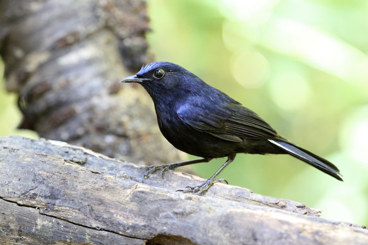 White-tailed Robin - ML644172055