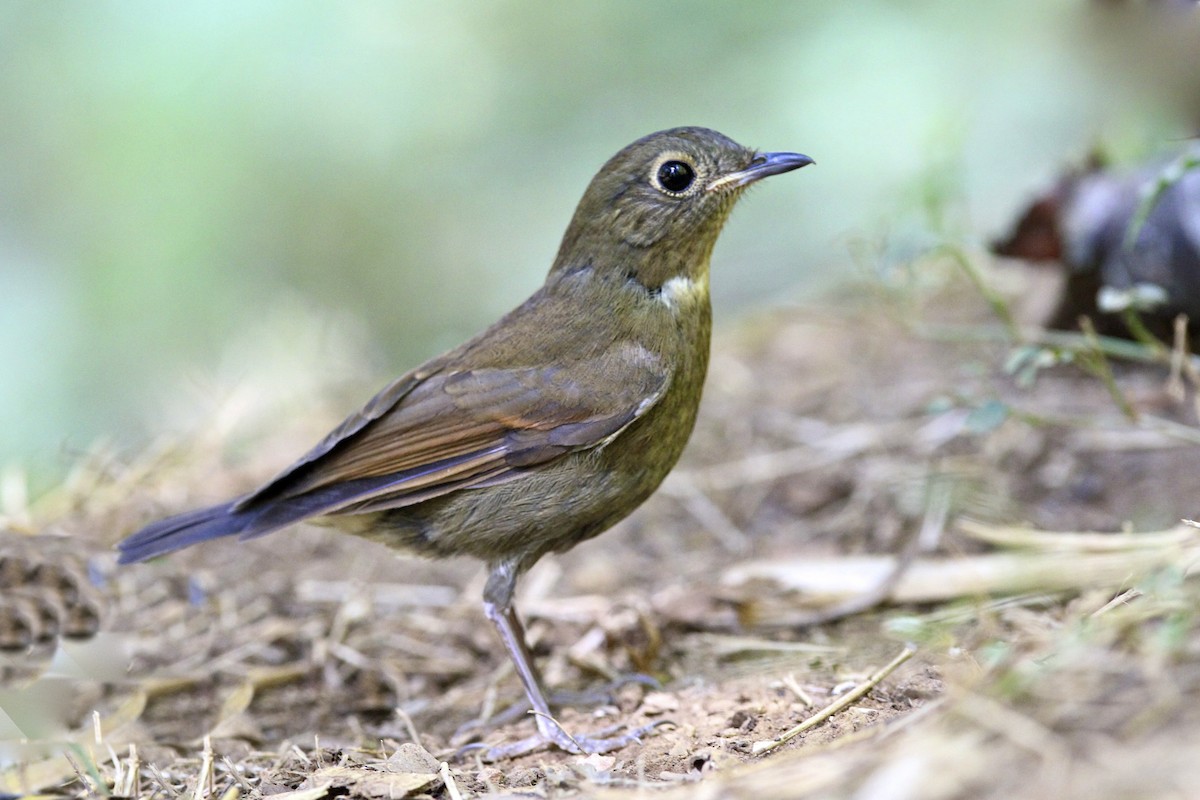 White-tailed Robin - ML644172056