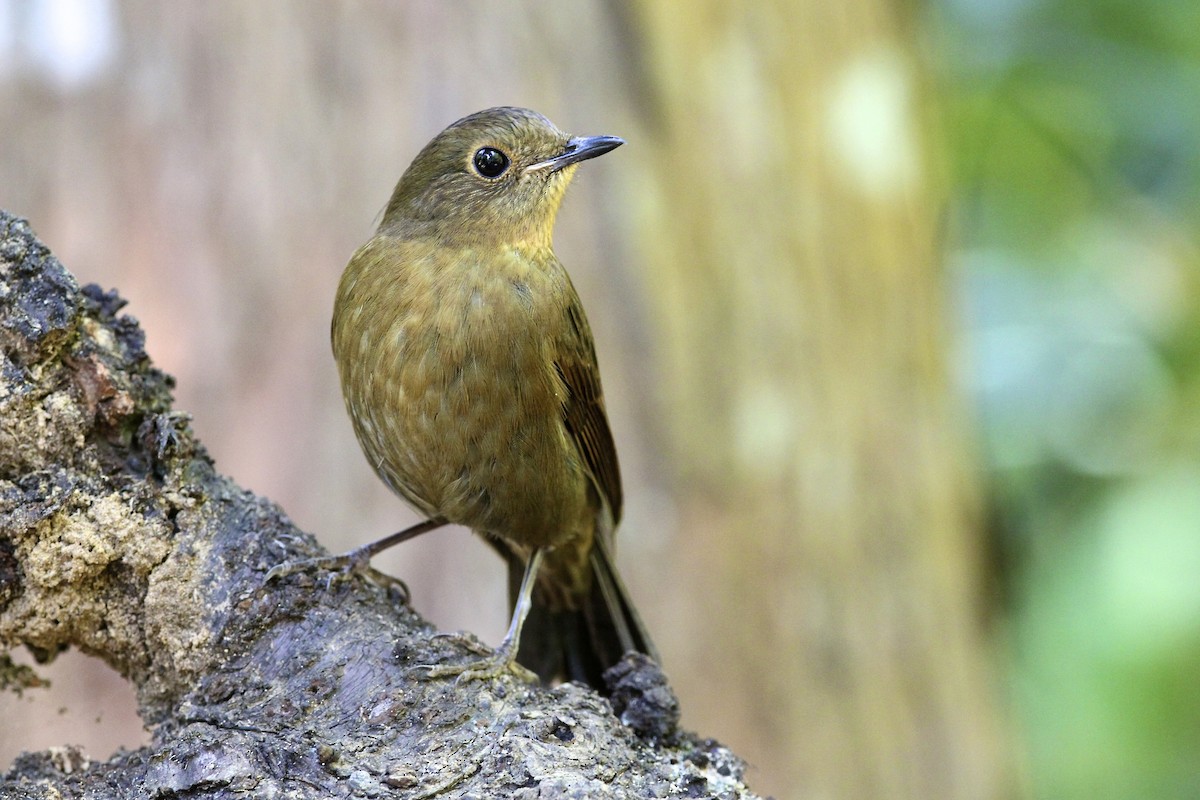 White-tailed Robin - ML644172057