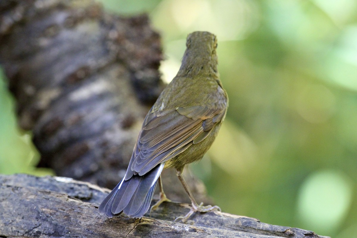 White-tailed Robin - ML644172058