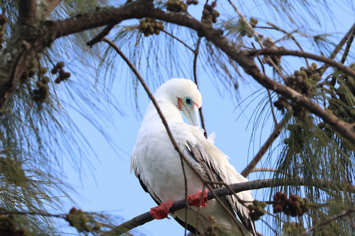 Red-footed Booby - ML644172064