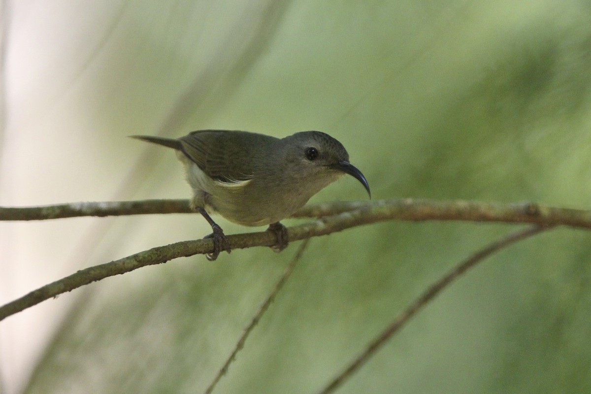 Kara Gerdanlı Nektarkuşu - ML644172078