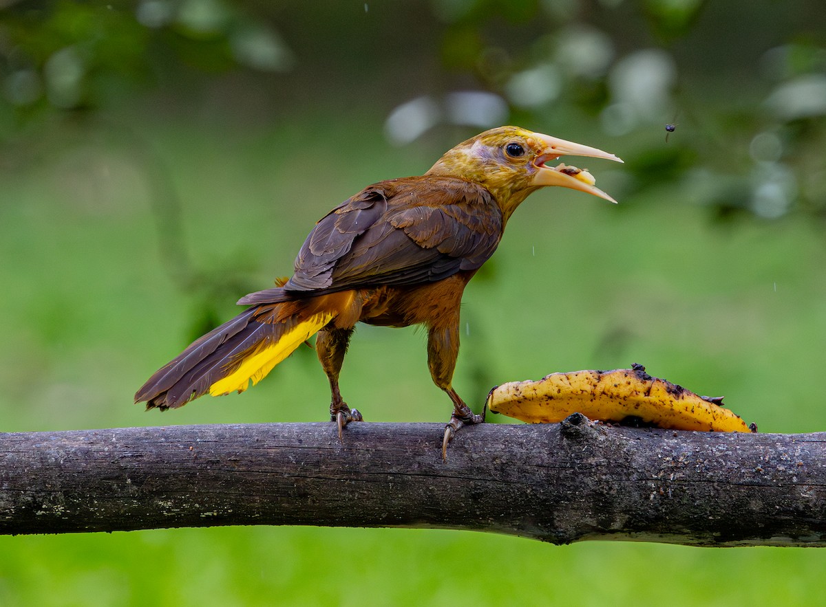 Russet-backed Oropendola (Russet-backed) - ML644172092
