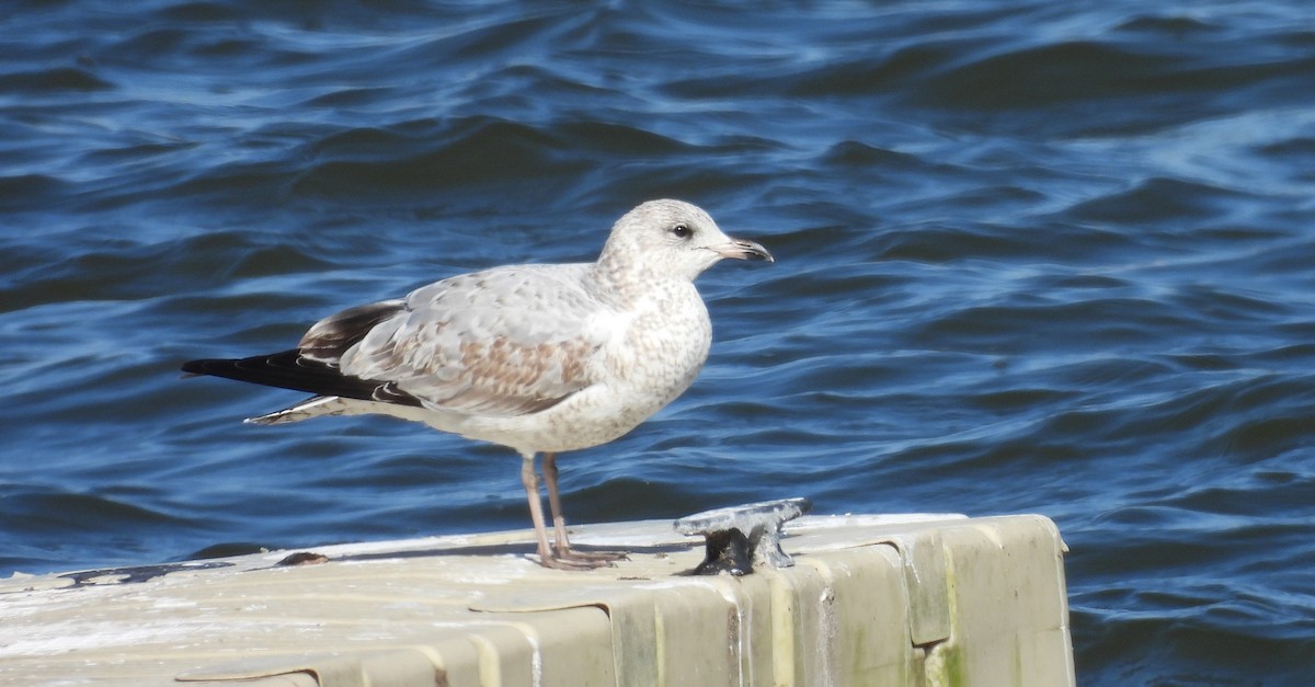 Ring-billed Gull - ML644172097
