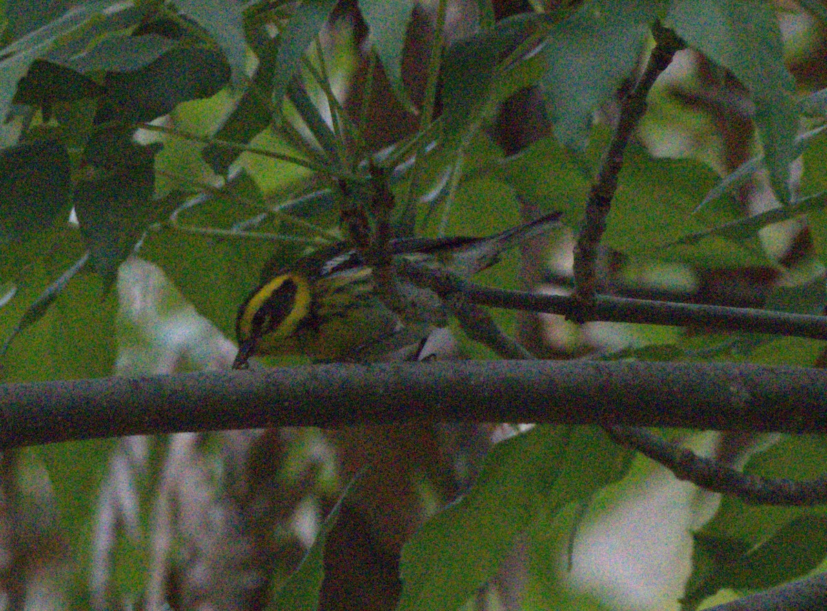 Townsend's Warbler - ML644172100