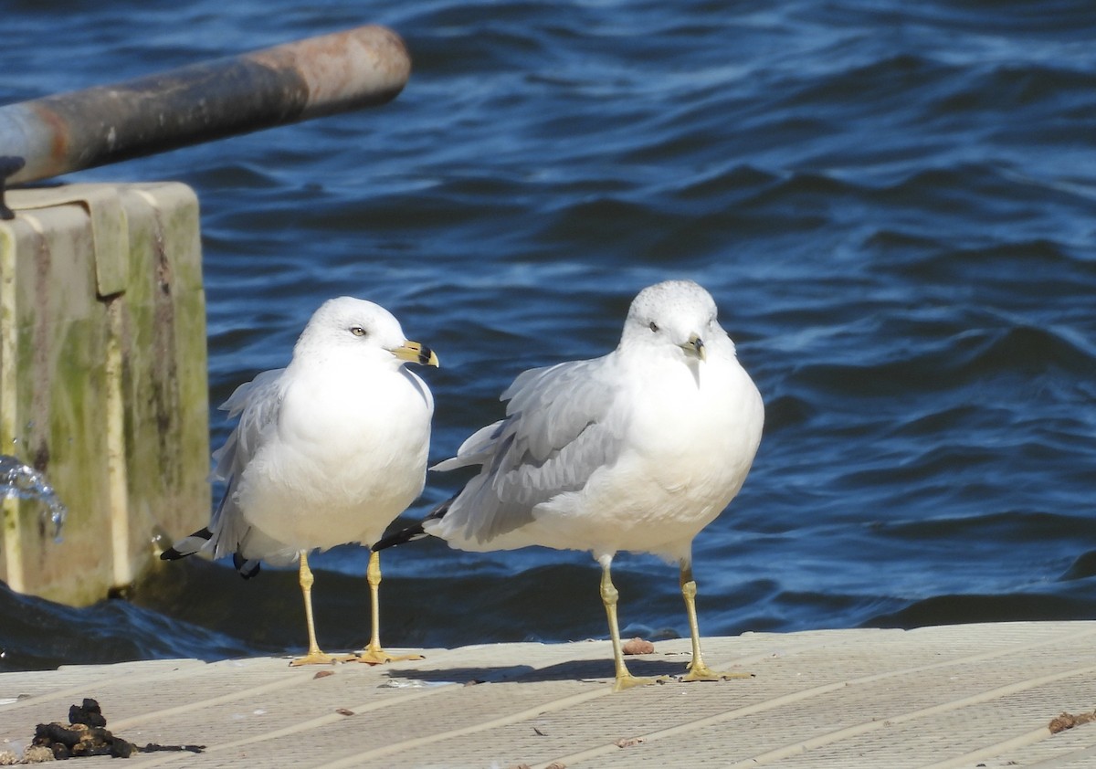 Ring-billed Gull - ML644172110