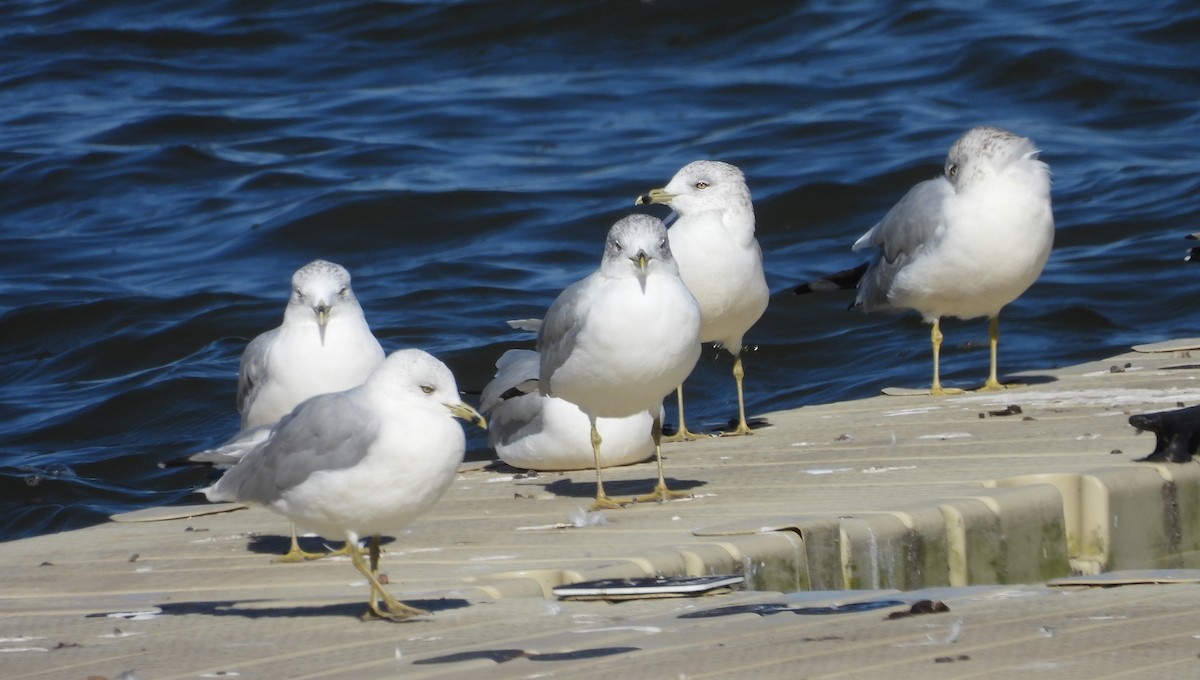 Ring-billed Gull - ML644172114