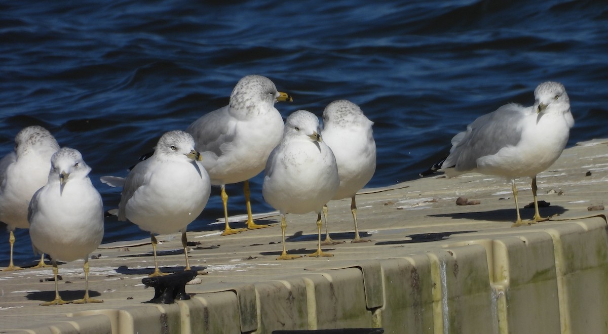 Ring-billed Gull - ML644172139