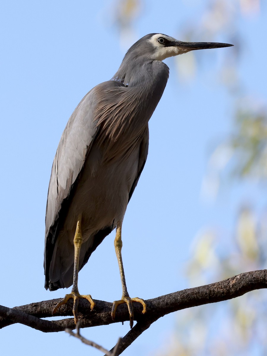 volavka bělolící - ML644172144