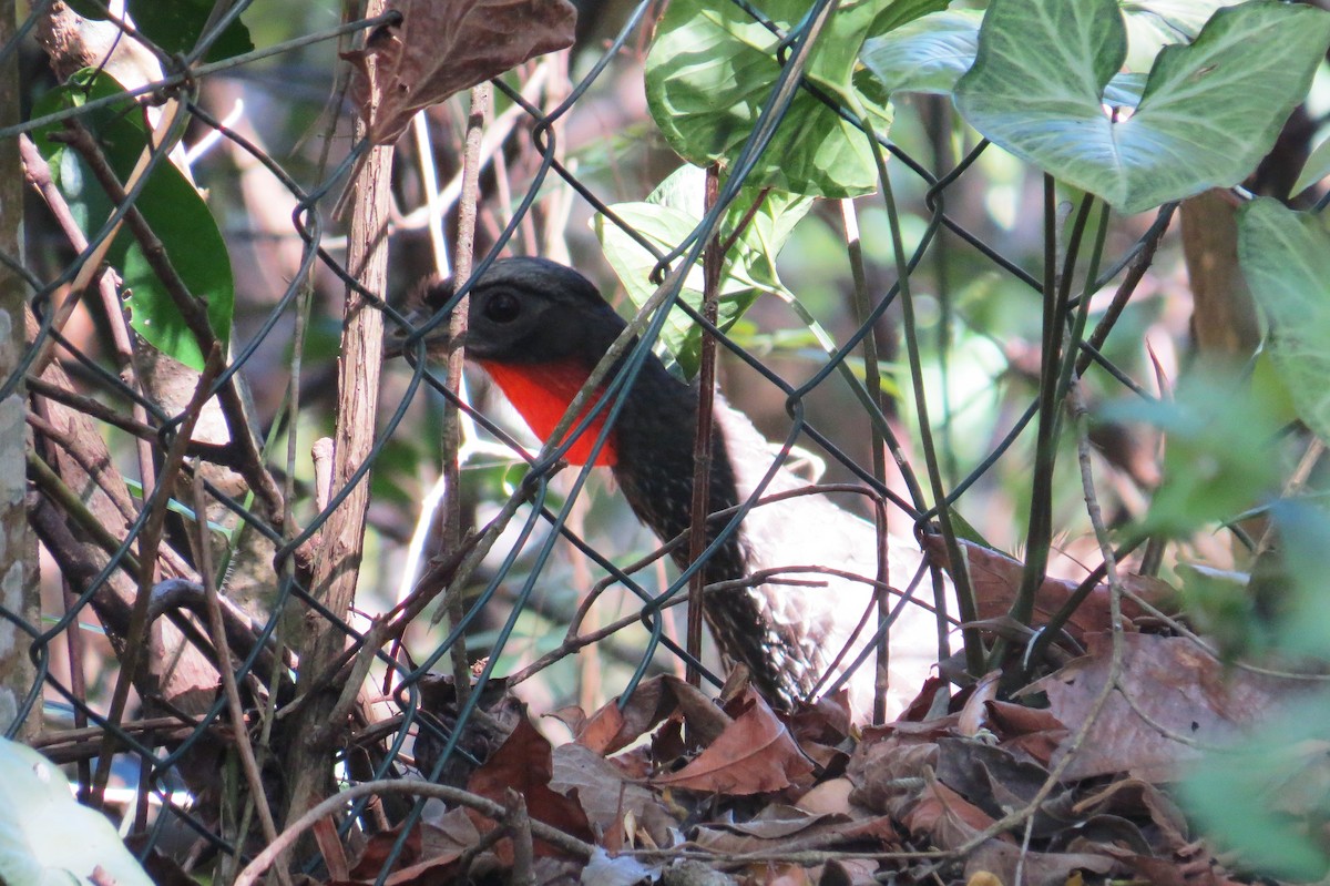 Pénélope yacouhou - ML644172148