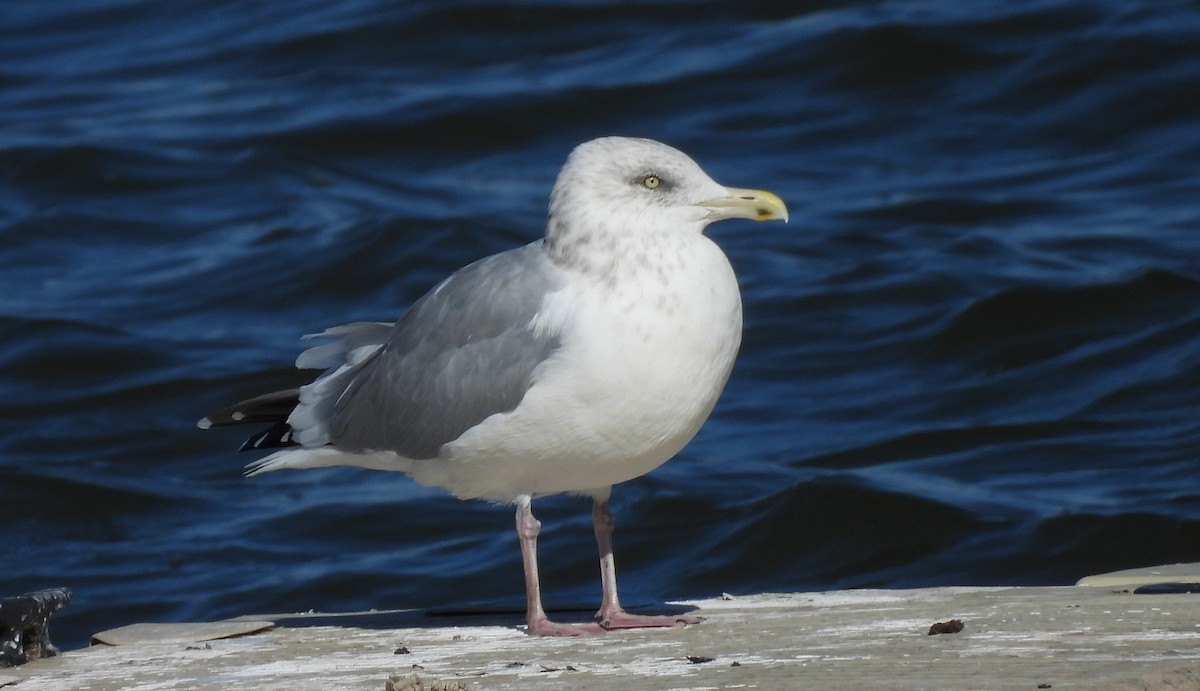 American Herring Gull - ML644172158
