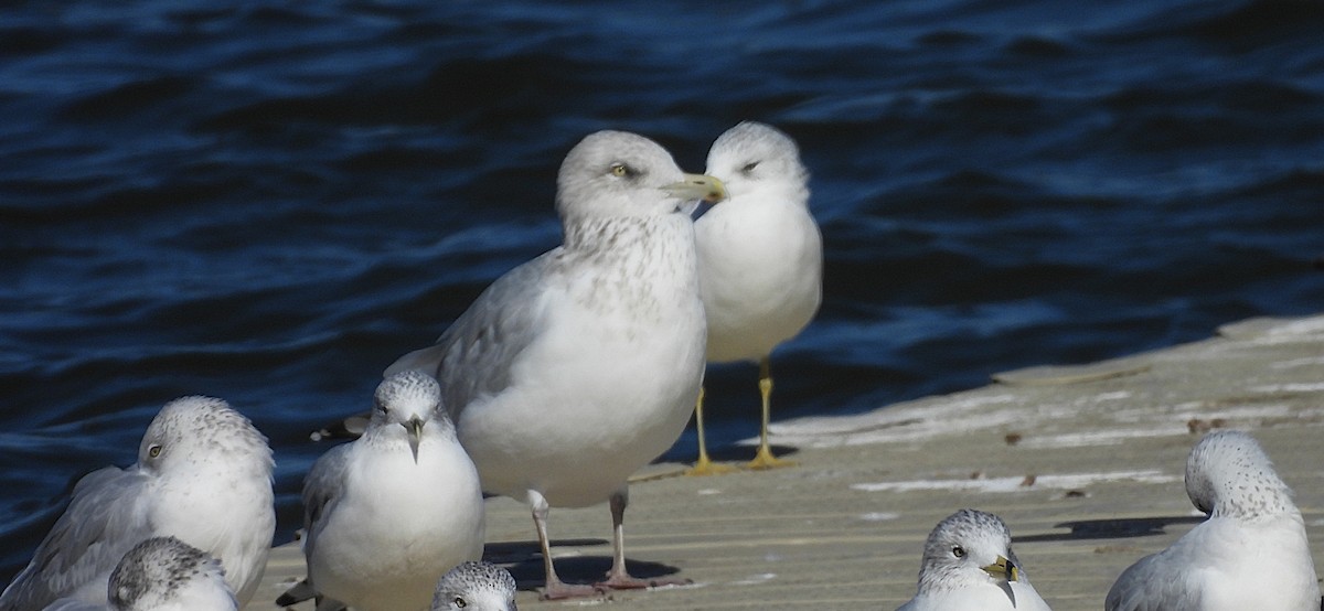 American Herring Gull - ML644172159