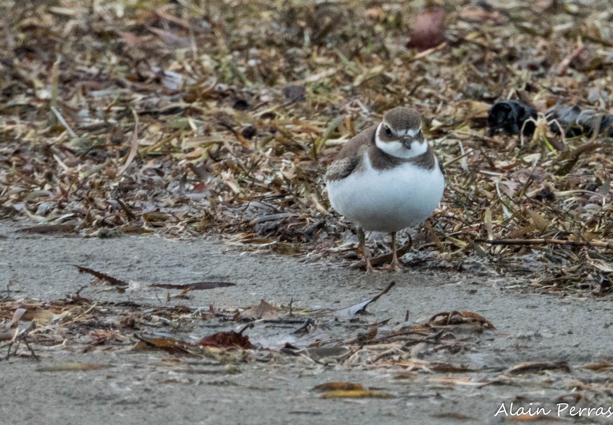 Semipalmated Plover - ML644172164