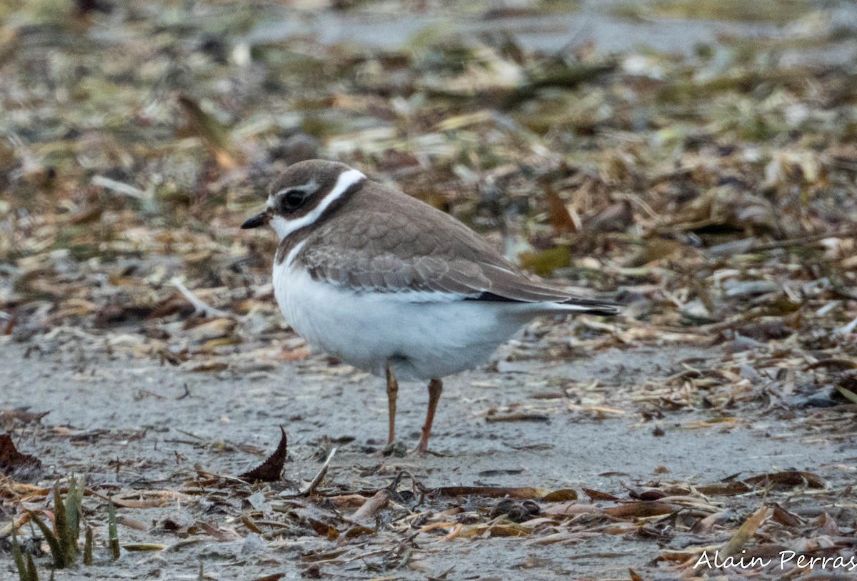 Semipalmated Plover - ML644172165