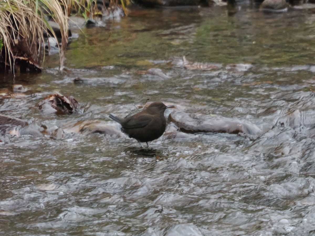 אמודאי אסייתי - ML644172166