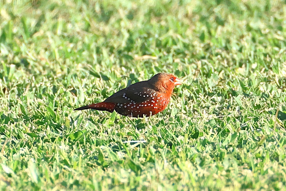 Red Avadavat - ML644172179