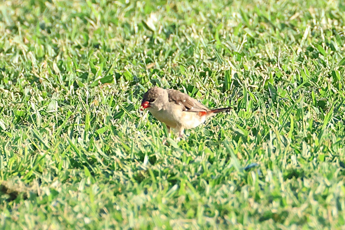 Red Avadavat - ML644172180