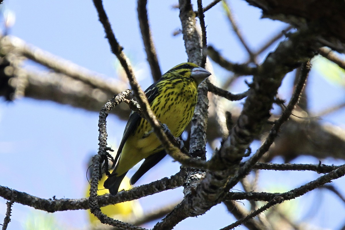 Gros-bec à ailes tachetées - ML644172208
