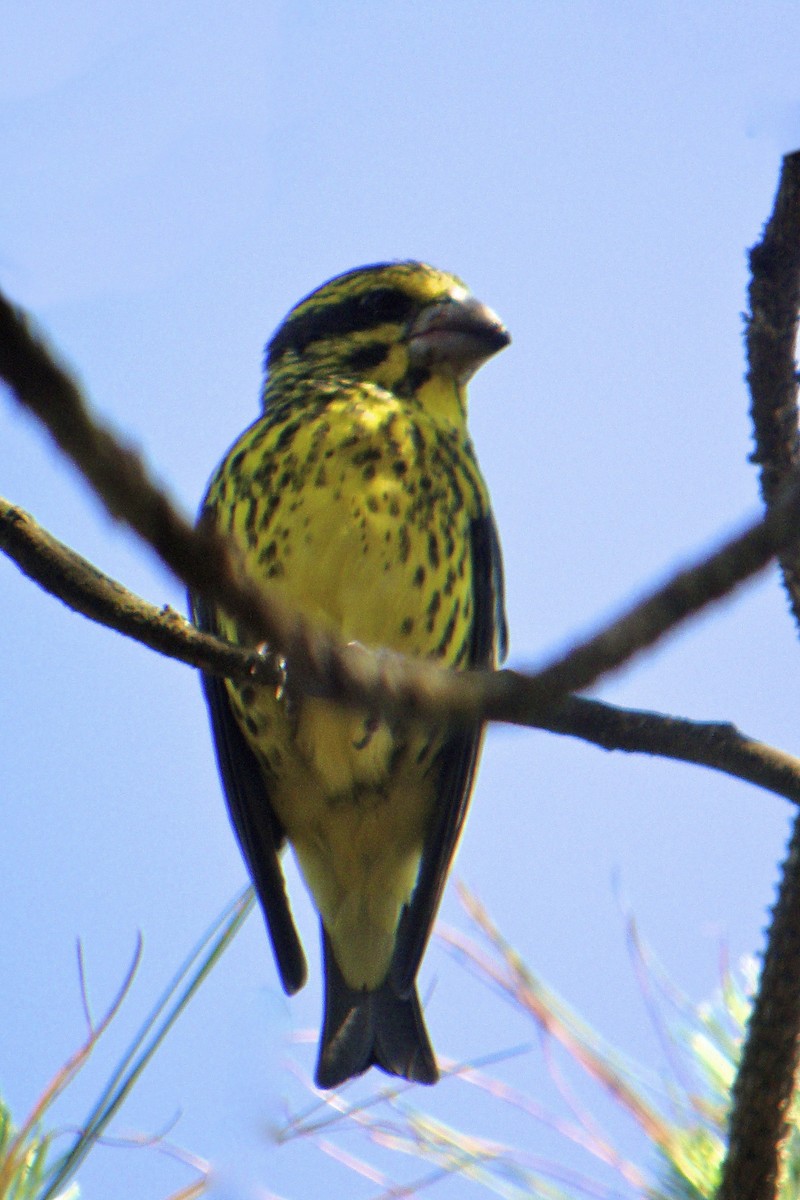 Gros-bec à ailes tachetées - ML644172209