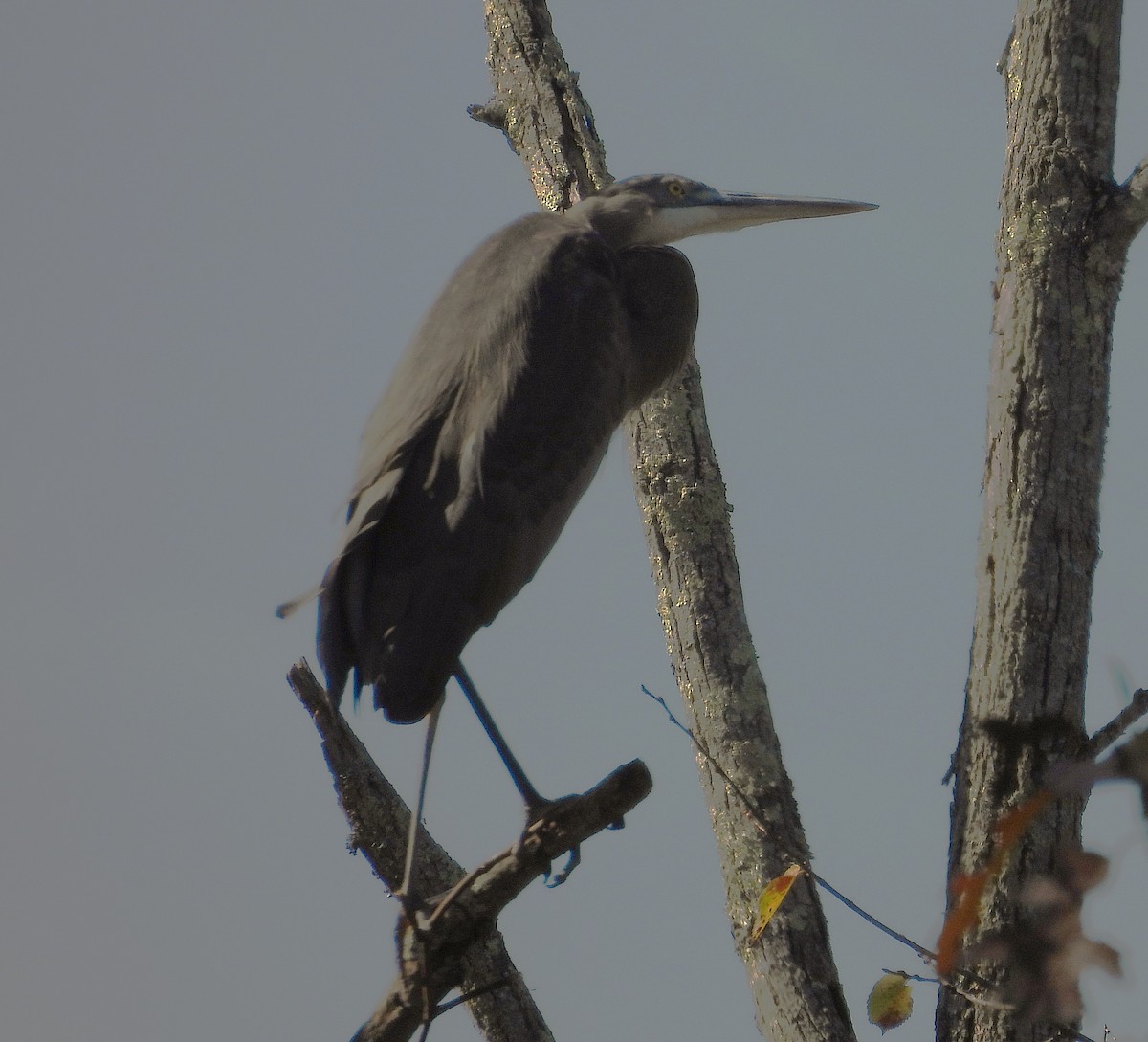 Great Blue Heron - ML644172221