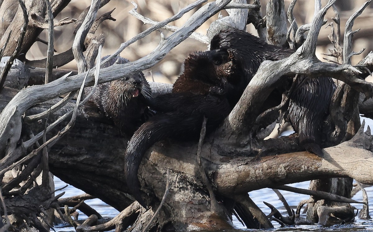 North American River Otter - ML644172228