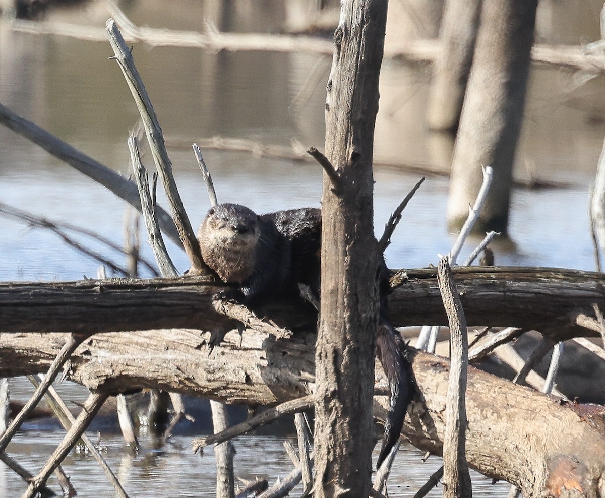 North American River Otter - ML644172234