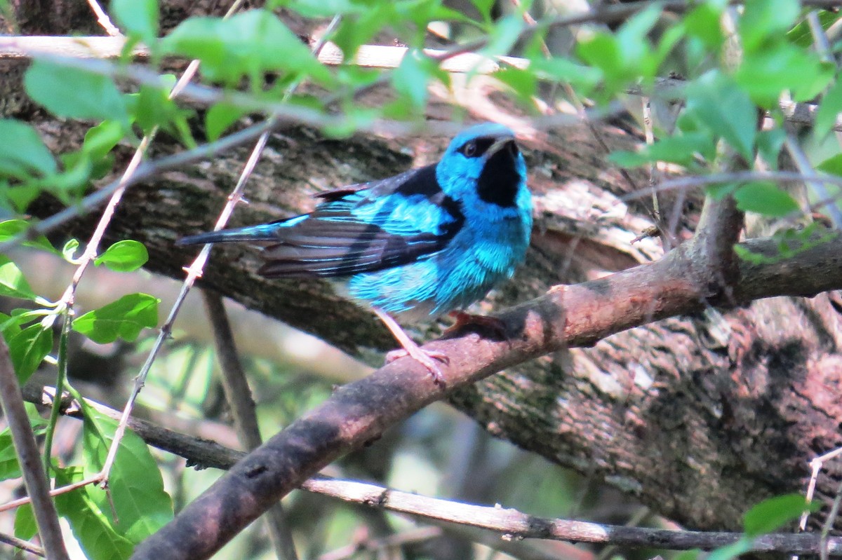 Blue Dacnis - ML644172240