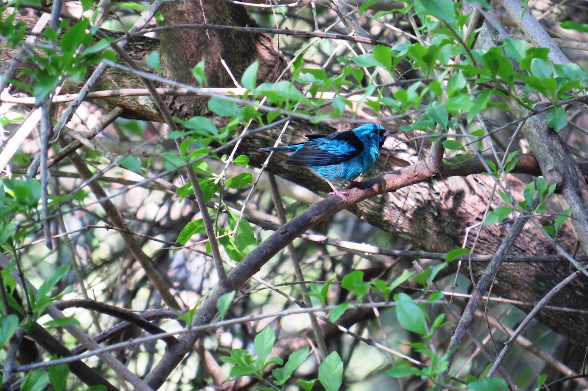Blue Dacnis - ML644172241