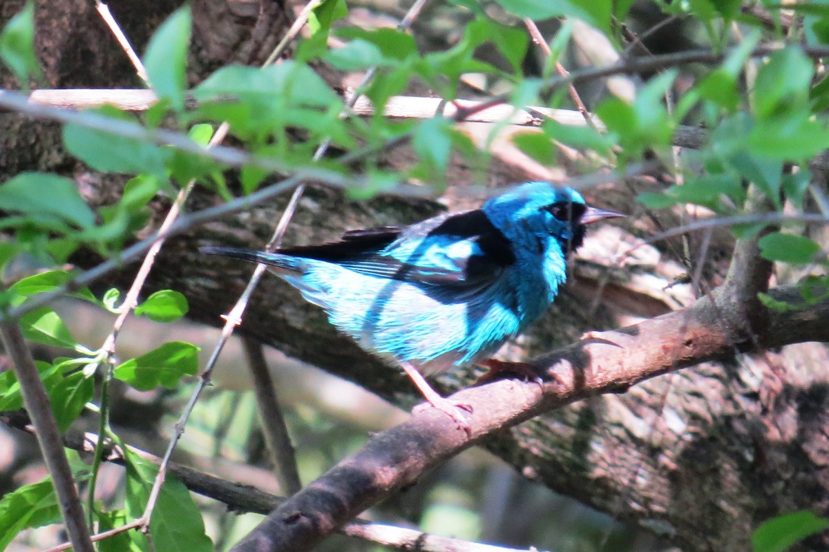 Blue Dacnis - ML644172242