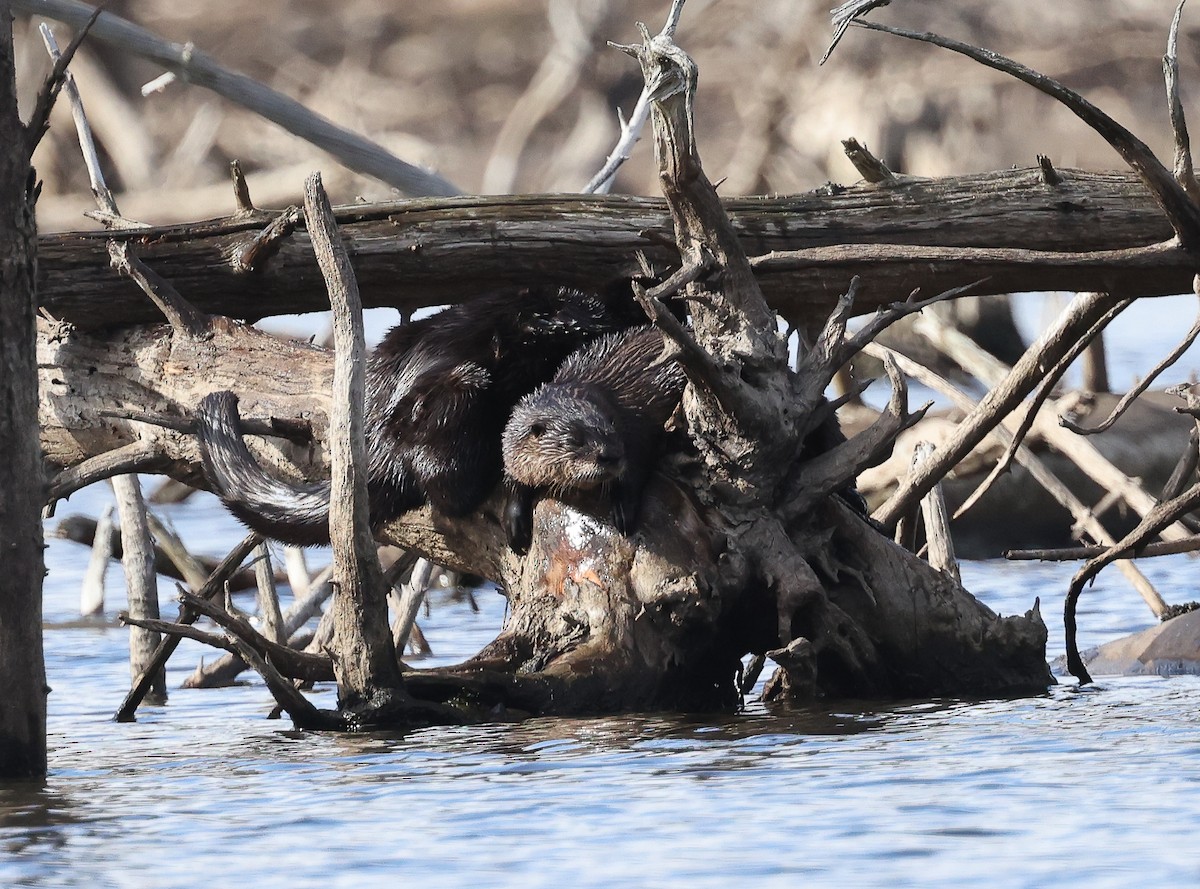 North American River Otter - ML644172245