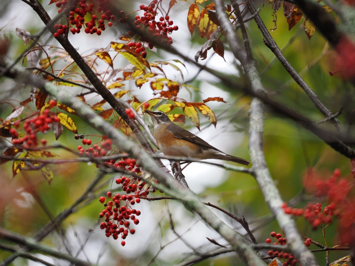Халиун хөөндэй - ML644172281