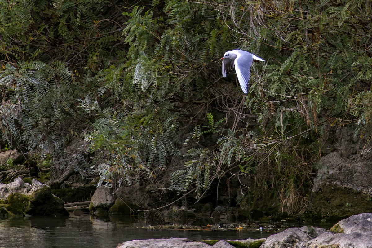 Black-headed Gull - ML644172285