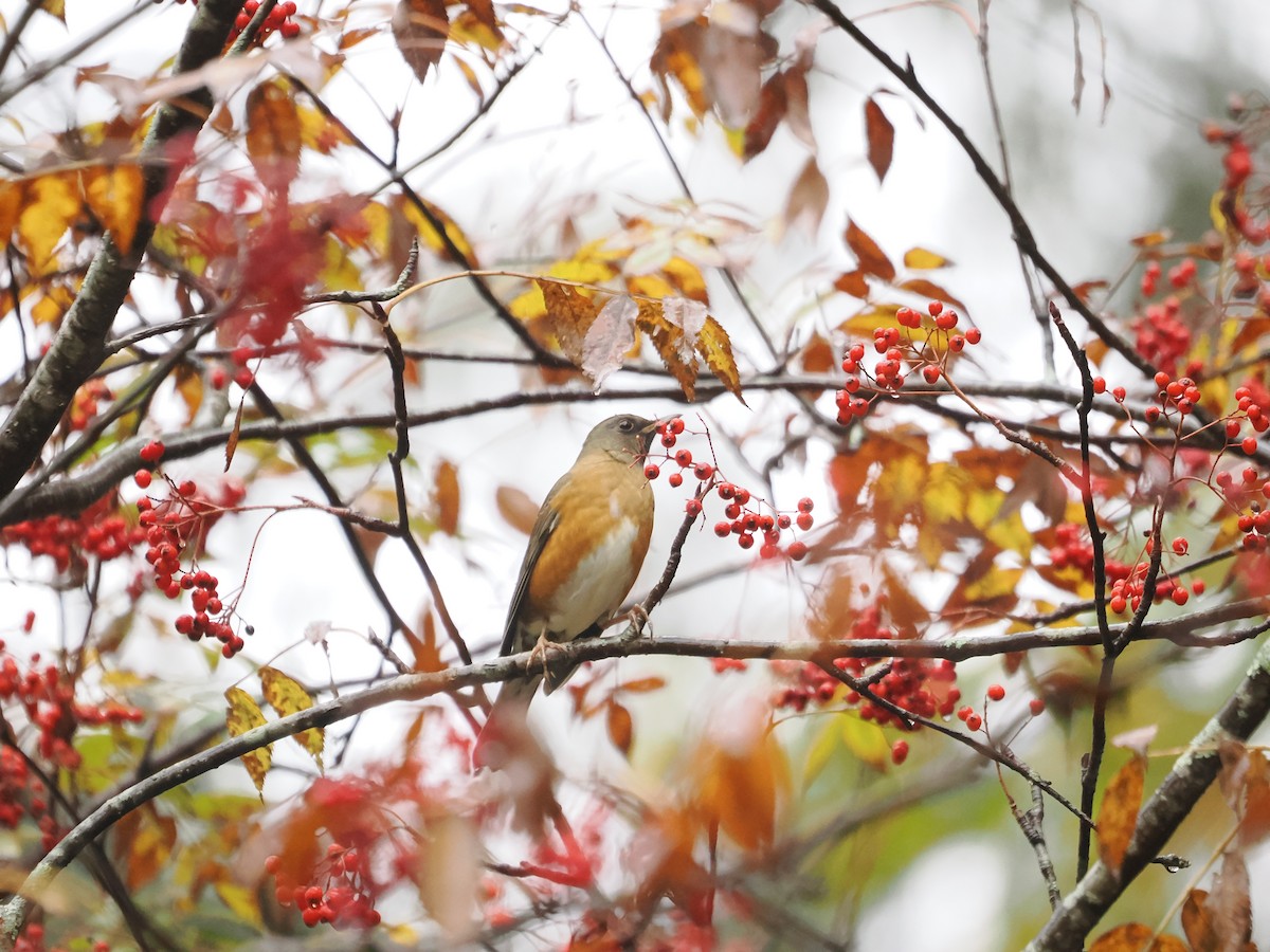 brunhodetrost - ML644172287