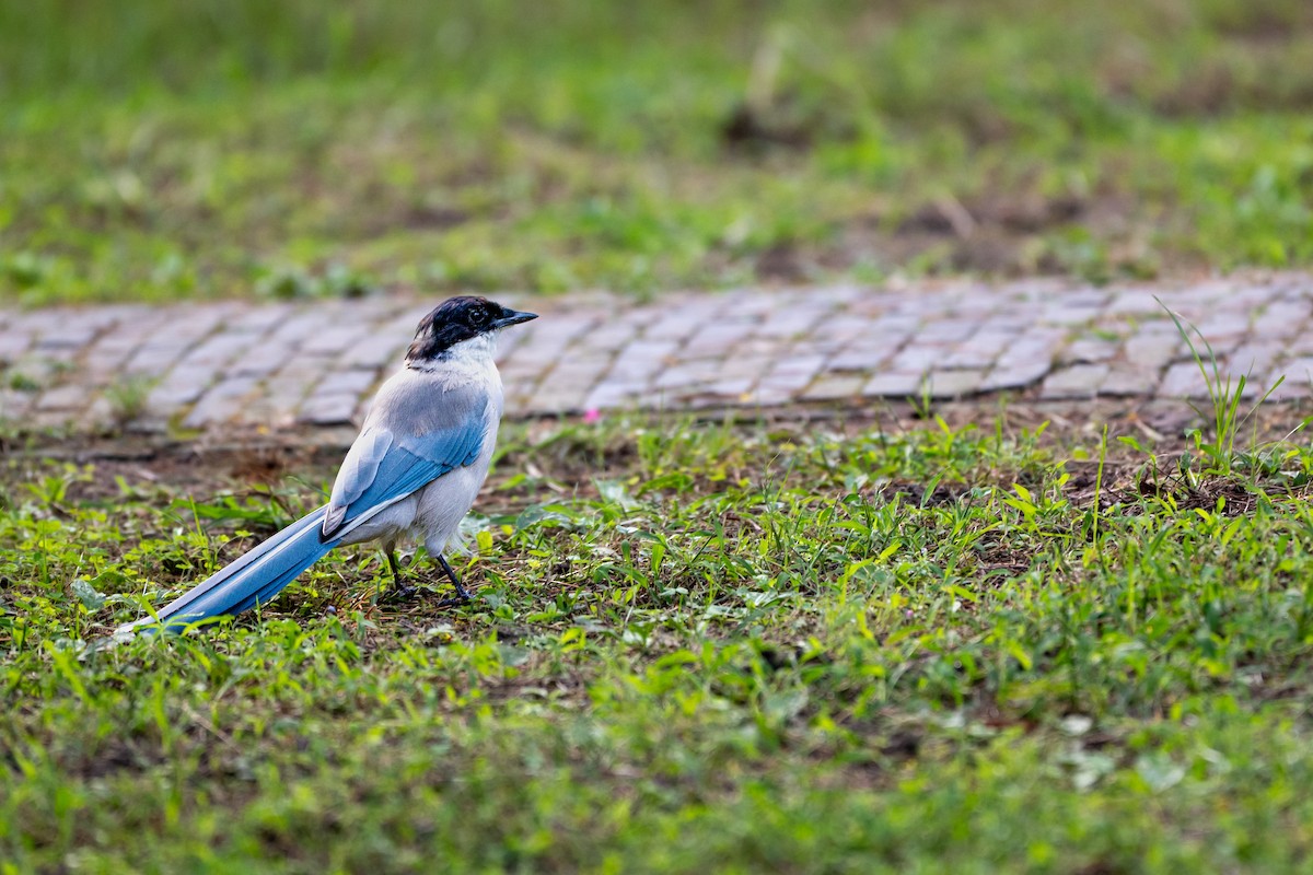 Mavi Saksağan - ML644172288