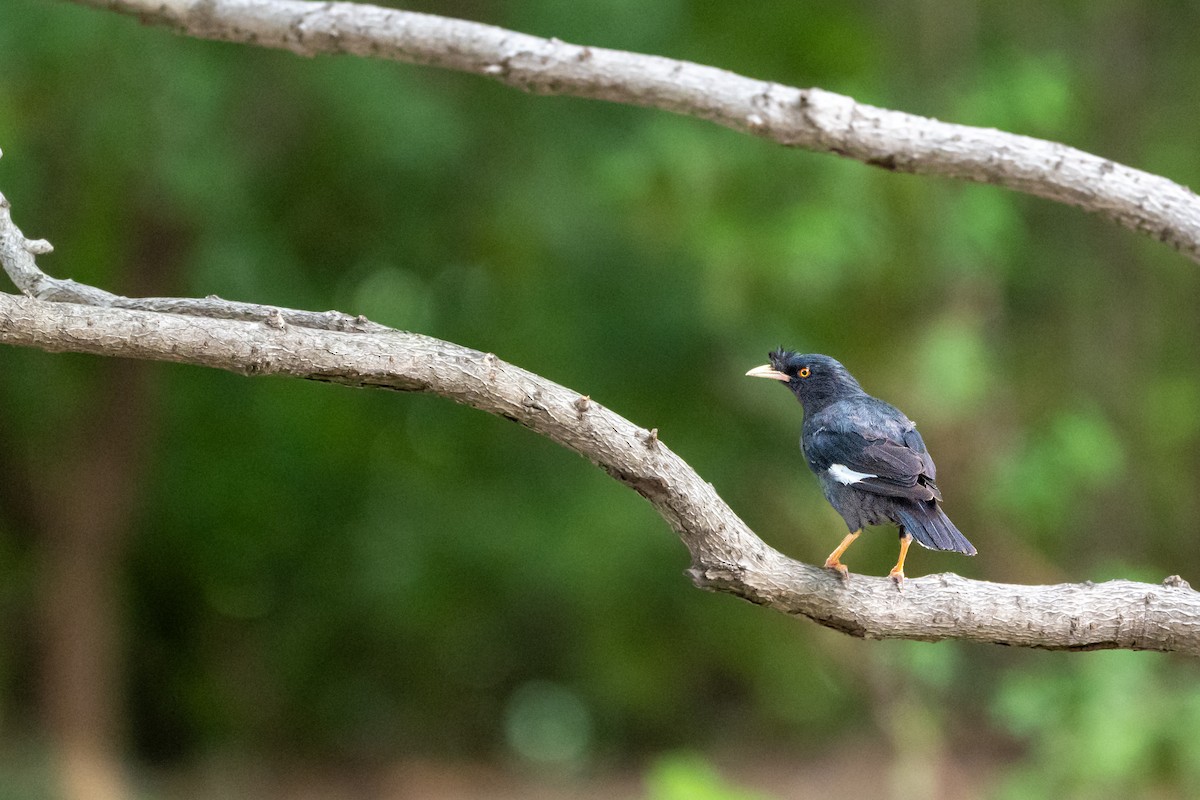 Crested Myna - ML644172301