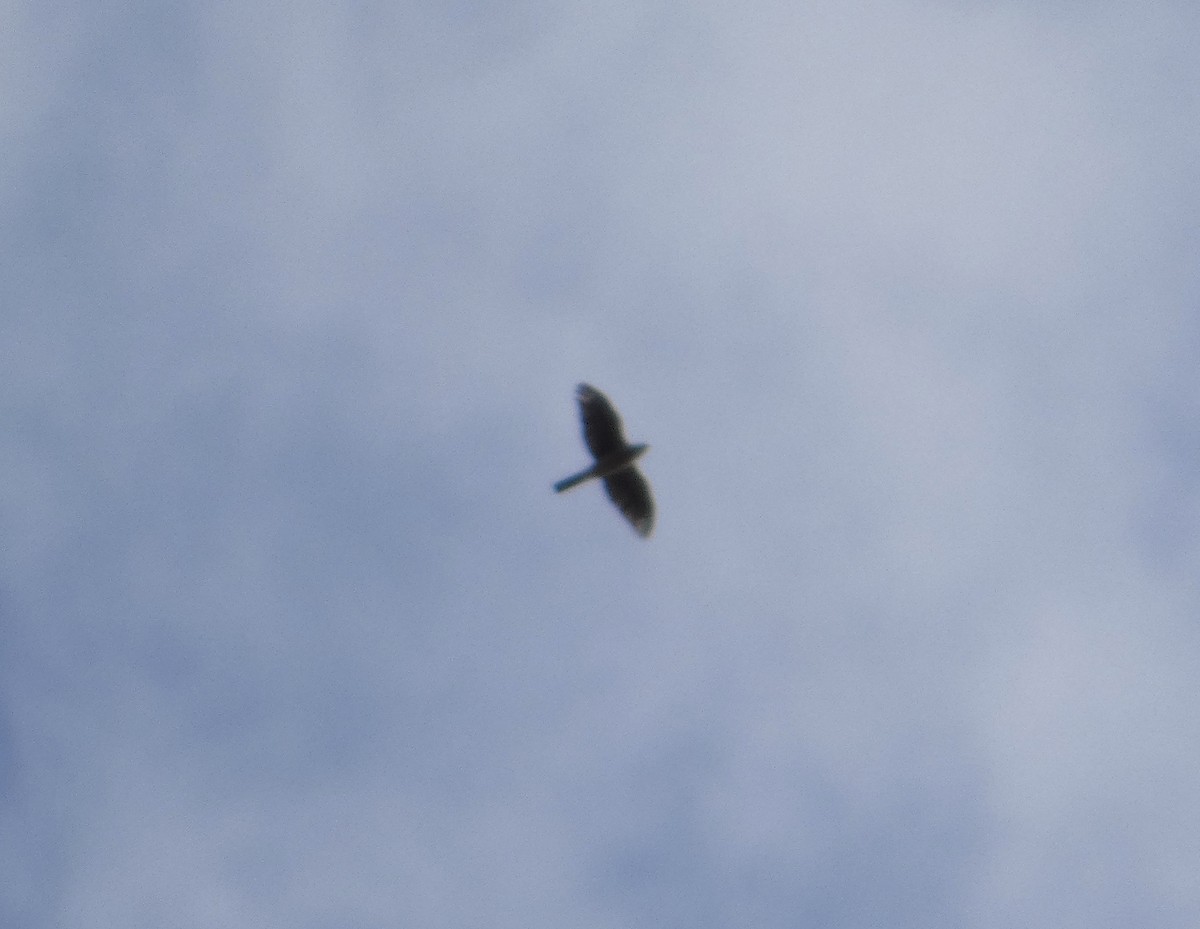 Sharp-shinned/Cooper's Hawk - ML644172315