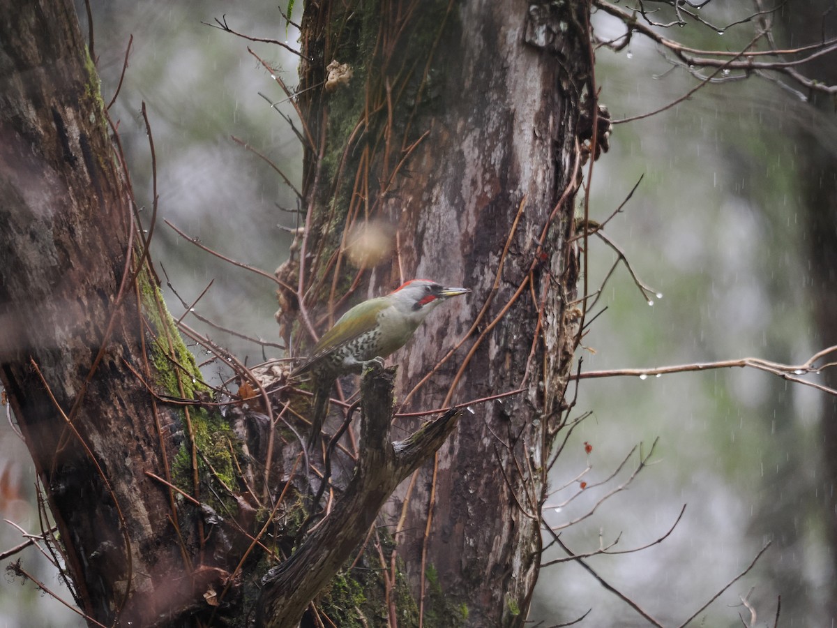 Japanese Woodpecker - ML644172317