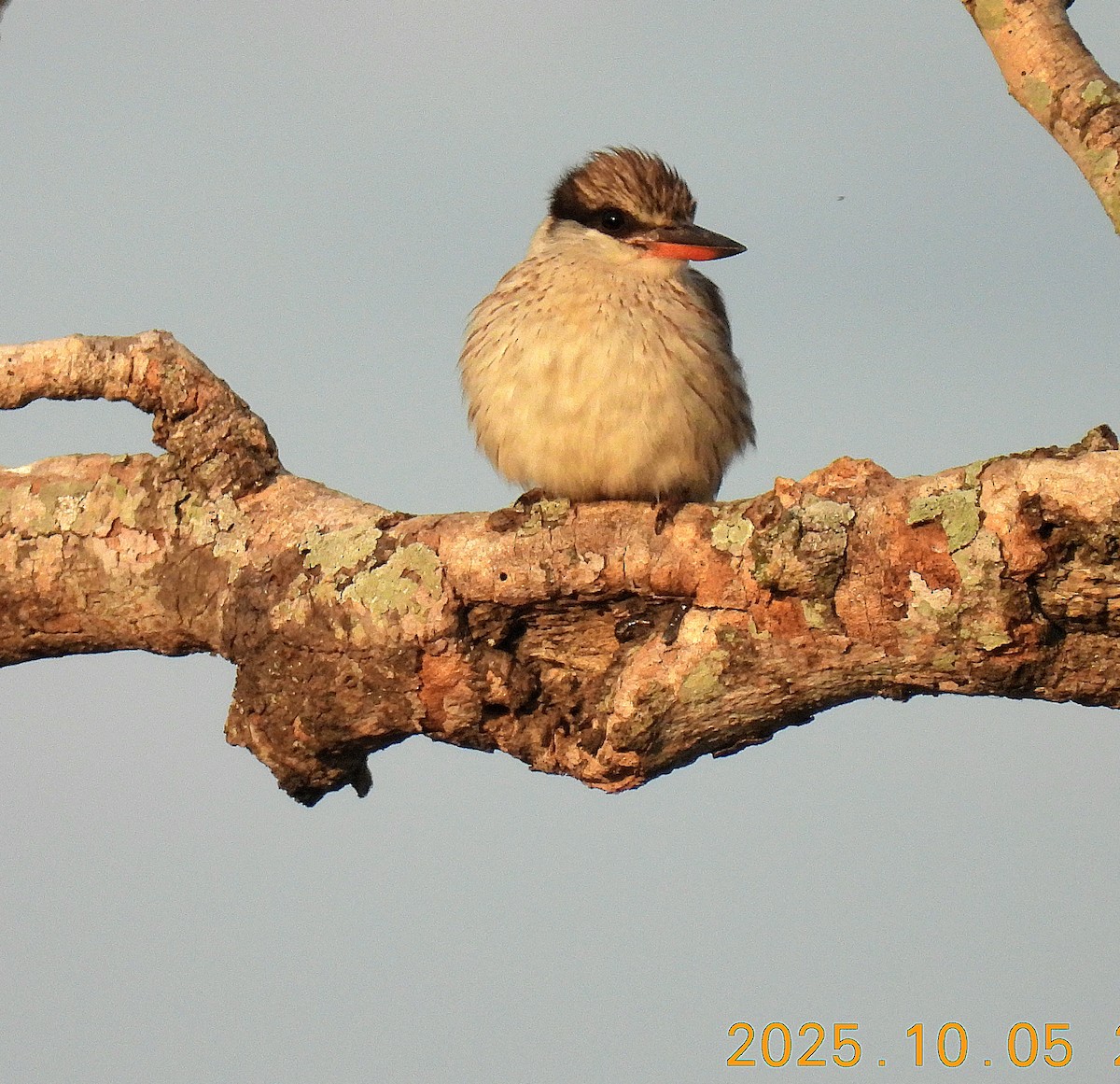 Striped Kingfisher - ML644172328