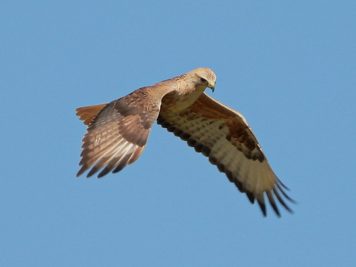 ニシオオノスリ - ML644172377