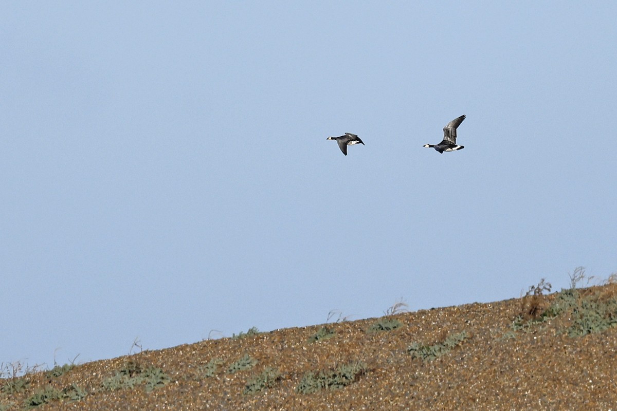 Barnacle Goose - ML644172379